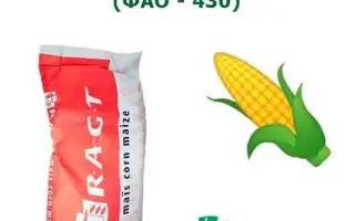 RGT FONXXIONEL / РЖТ ФОНККСЬOНЕЛЬ