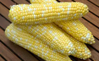 Ribello / Рібелло