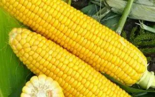 Roberto / Роберто