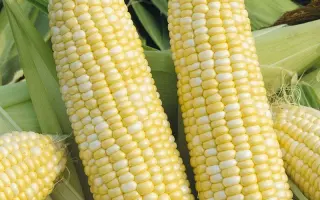 RODONIA / РОДОНІЯ