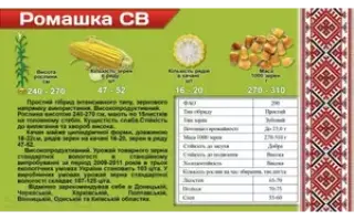 Ромашка СВ