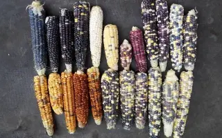 Rudesta / Рудеста