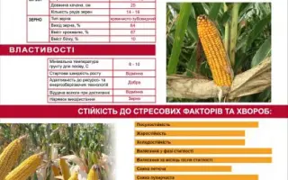 RUDILIA / РУДІЛІЯ