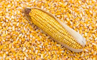 SAXXOFON / САКСОФОН