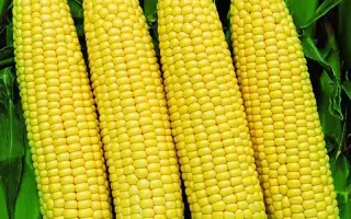 Sunbird / Санбірд