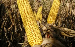 Санжарський 289 МВ