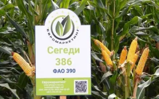 Szegedi 386 / Сегеді 386