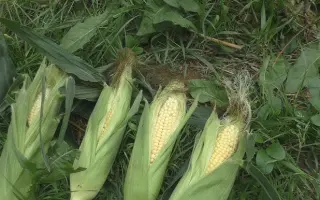 Celerina / Селеріна