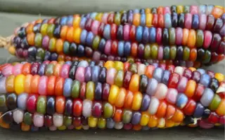 SEKENCE / СЕКЕНЦЕ