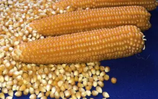 CELESTRA / СЕЛЕСТРА