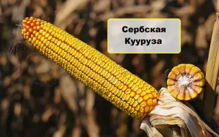 SERBILIA / СЕРБІЛІЯ