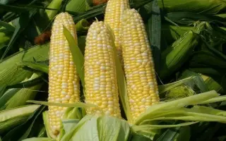 SY Aladium / СИ Аладіум