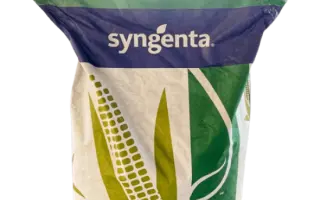 SY AMFORA / СИ АМФОРА