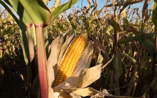 SY ARTOS / СИ АРТОС