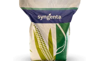 SY GRANARIS / СИ ГРАНАРІС