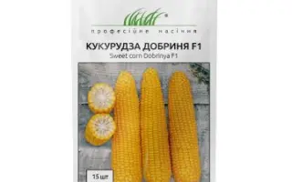 SY DIPLOMAT / СИ ДІПЛОМАТ