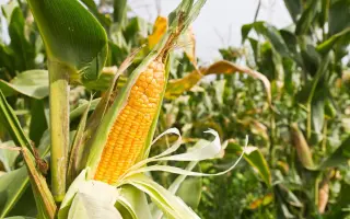 SY COSMOS / СИ КОСМОС