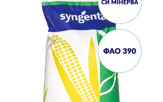 SY MINERVA / СИ МІНЕРВА