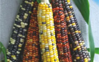 SY Salvi / СИ Селві