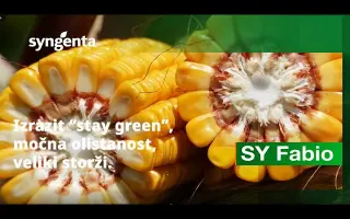 SY FABIO / СИ ФАБІО