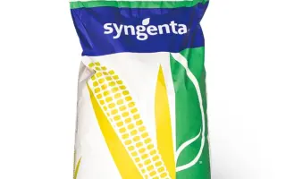 SY Fenomen / СИ Феномен