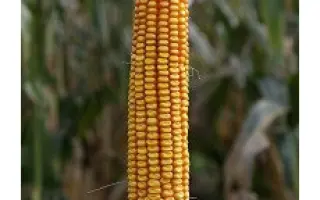 SILVANER / СИЛЬВАНЕР