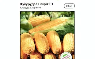 SYNOPSIS / СИНОПСИС