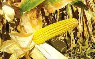 Скадовський