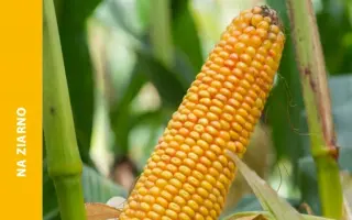 SM Wawel / СМ Вавел