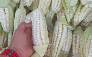 CORESCO / СОРЕСКО