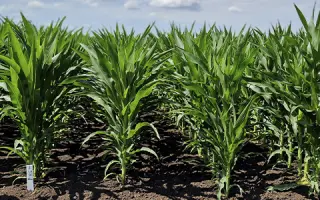 STINE 9714 / СТАЙН 9714