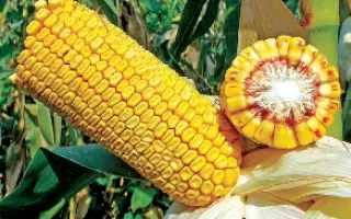 Sphinxx / Сфінккс