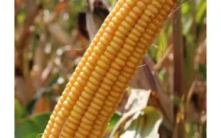 Talentro / Талентро