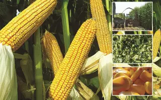 Terrio / Терріо