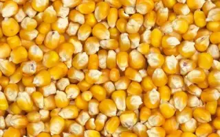 Tiguan / Тігуан