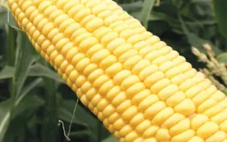 Farmrock / Фармрок