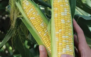 Farmueller / Фармюллер