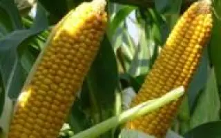 Fatale / Фаталь