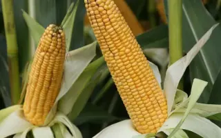 Filmeno / Філмено