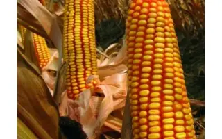 Fortesa / Фортеза