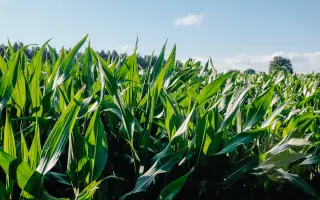 HONOREEN / ХОНОРІН