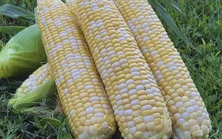 Citrinia / Цитрінія