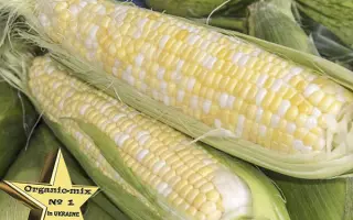 Cyrano / Цірано