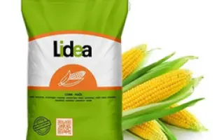 Chamberi CS / Шамбері КС