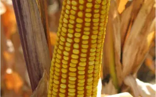 Sarolta / Шаролта