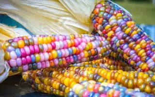 Jurenga / Юренга