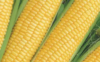 SUM 1467 / CУМ 1467