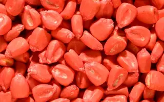 Aaspeed / Ааспід