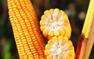 AGRO JANUS / АГРО ЯНУС