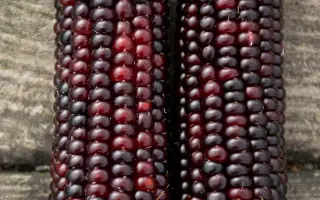 AXXYS / АККСІС